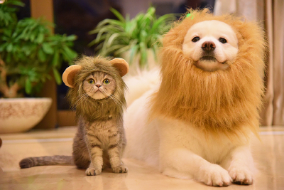 可爱 萌 小清新 折耳猫 萨摩耶