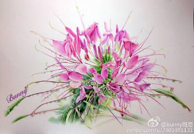 醉蝶花
作者：bunny斑尼