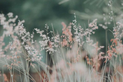 野草高清壁纸grass