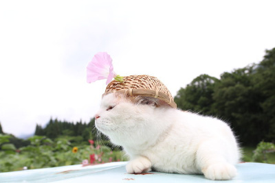 【Ameba】8.13-4 昼顔<植>喇叭花/篱天剑（在日本，人们把类似喇叭花的花都以“颜”字来命名，清晨开的牵牛花叫“朝颜”，中午开的篱天剑叫“昼颜”，傍晚开的葫芦花/瓠子花胶“夕颜”。颜如舜华，稍瞬即逝！）・#猫…