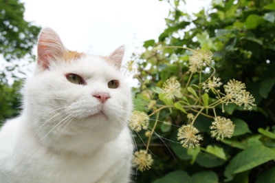 2017.08.13 うどの花 <植>土当归的花 [ 2017/08/13 10:00 ] 2017～ 花と・#猫叔# #篮子猫-猫叔# ​​​​