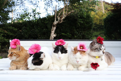 【Ameba】8.11-2 立葵を載せた5匹 顶着蜀葵的5只 ・#猫叔# #篮子猫-猫叔# ​​​​