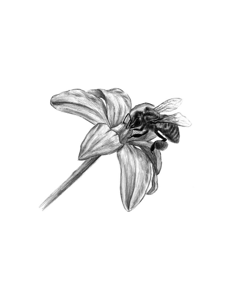 蜜蜂