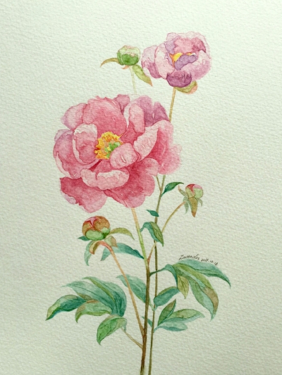 水彩画：（芍药花）