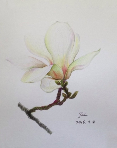 彩铅花卉