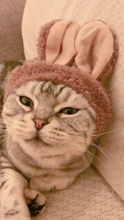 猫咪壁纸