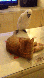 猫咪GIF