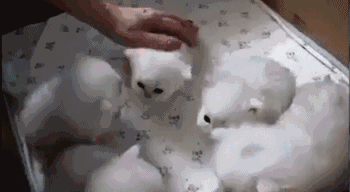 小奶猫