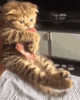 猫主子:我不要面子的啊？