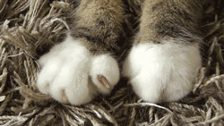 猫爪子