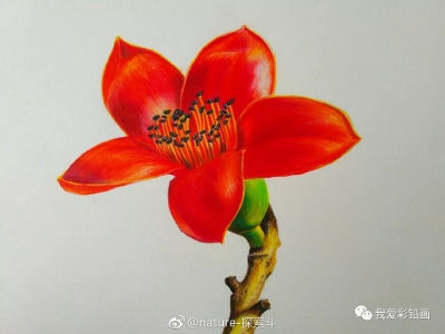 彩铅花卉