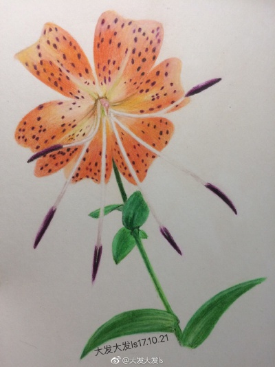 彩铅花卉