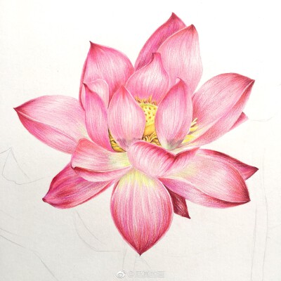 彩铅花卉