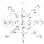 shadowcross 的手脚各角度绘画练习 ​（转） ​ ​​ #插画艺术作品# ​​ ​​​​