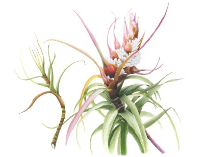 细叶蓖麻(Richea Dracphylla)
出版 2017年5月15日在2480 × 1909在苏·斯图尔特.