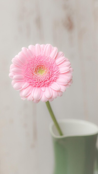 简约阳光的非洲菊能让人变得开朗、积极起来，粉色非洲菊还有幸运、纯真的寓意。©壹刻传媒