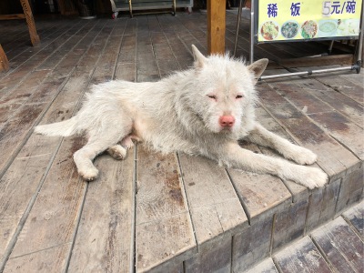 狗狗