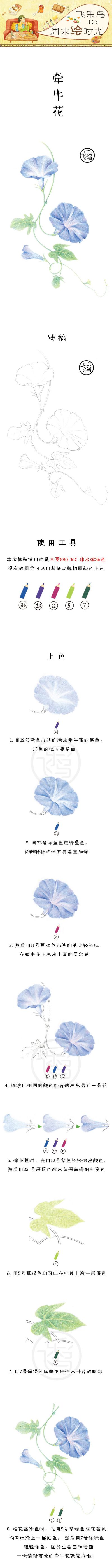 牵牛花