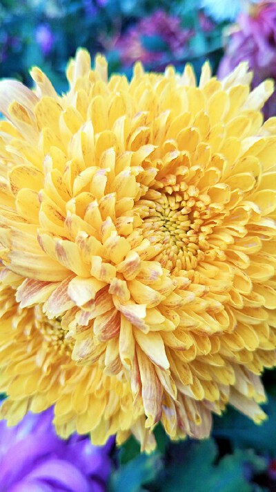 花美图