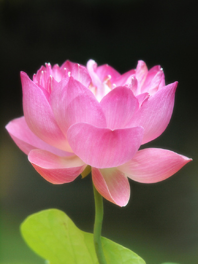 花美图