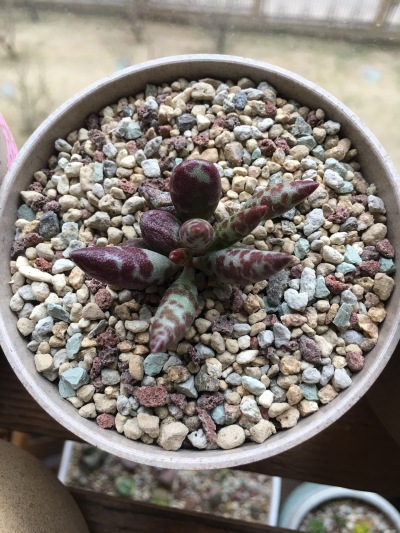 梅花鹿