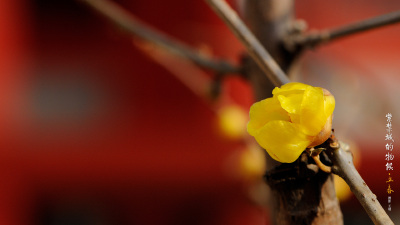 故宫•立春