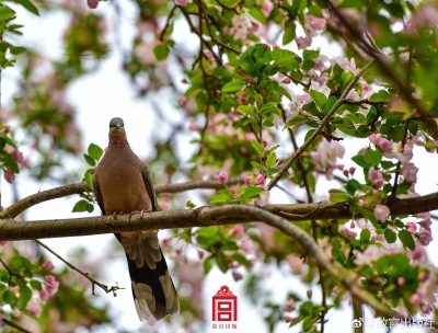 梨花开
