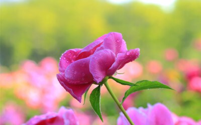 雨中芍药