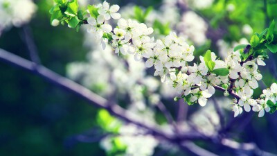 梨花