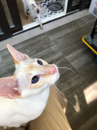 深蓝眼红重点