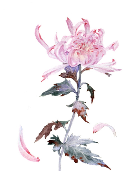 〔 手绘水彩花卉 〕 作者' 桃年