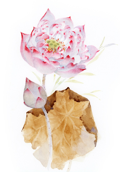 〔 手绘水彩花卉 〕 作者' 桃年