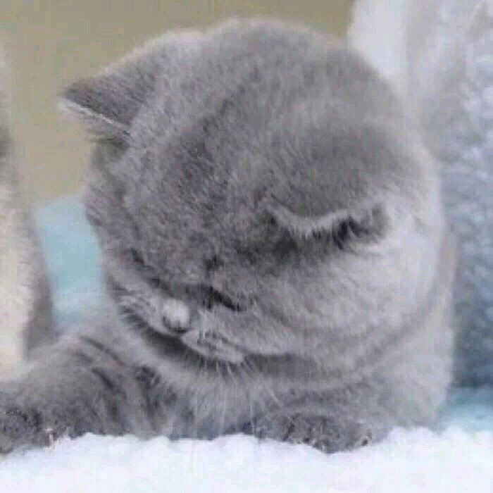 Daisy妤故の猫 小奶猫 可爱 猫星人