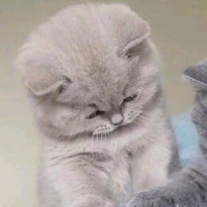 Daisy妤故の猫 小奶猫 可爱 猫星人