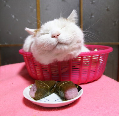 2018.05.09 しろと桜餅 大白白和樱饼[ 2018/05/09 14:00 ]2018～ちび・#猫叔# #篮子猫-猫叔# ​​​​