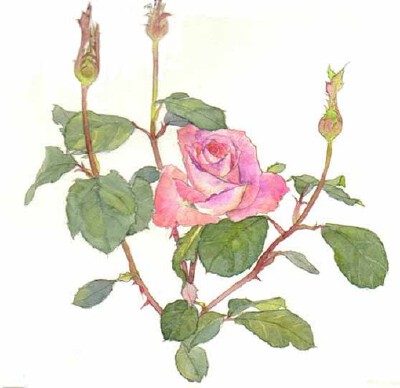 花卉