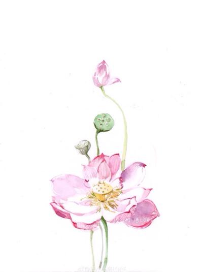 花卉 水彩画 