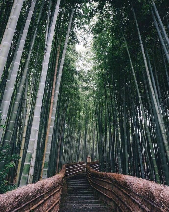 竹