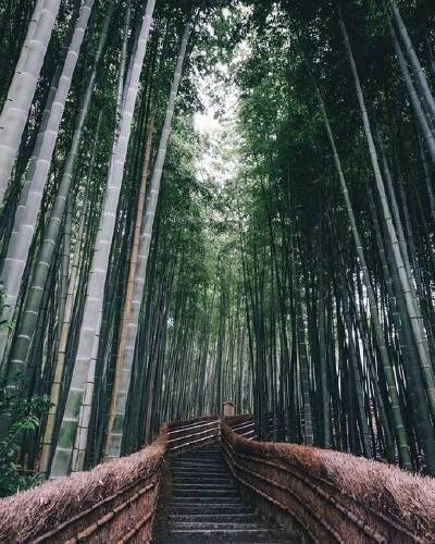 竹