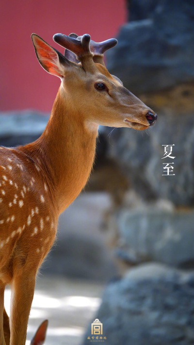 故宫博物馆