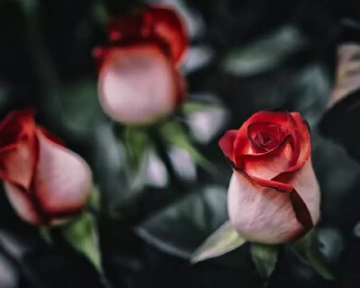 玫瑰花