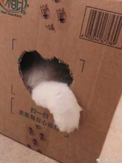 这个小家伙铲屎官给她做了一个新房子，开心得成了精的模样真是…可爱到不行。