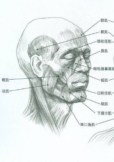 人像，