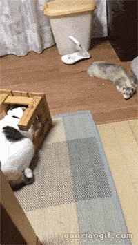 喵星人GIF