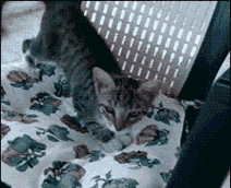 喵星人GIF