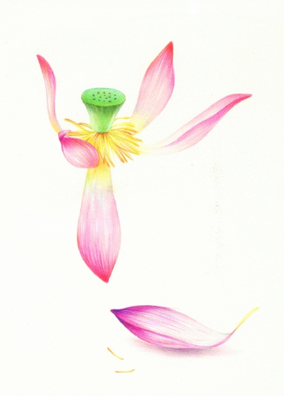 彩铅花卉