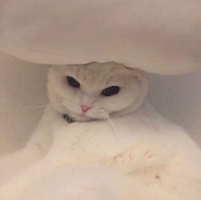 Daisy妤故の猫 小奶猫 可爱 猫星人