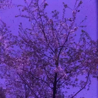 紫色壁纸