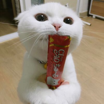 Daisy妤故の猫 小奶猫 可爱 猫星人