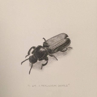 动物手绘插画~【插画师：Shawnalee Anderton】 ​